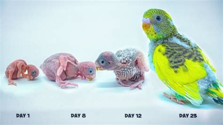 What do you call a baby parakeet