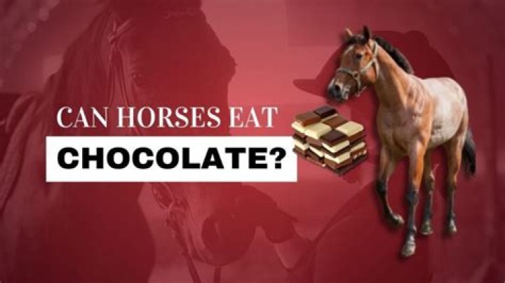 What happens if horses eat chocolate